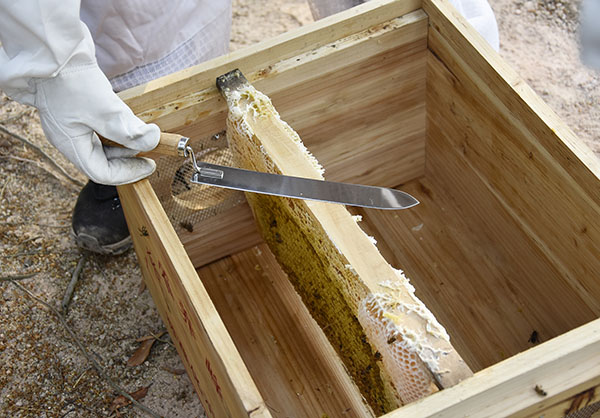 Beekeeping uncapping knife