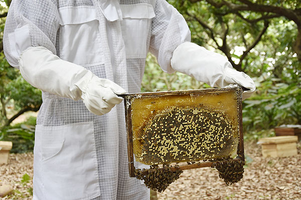 Beekeeping
