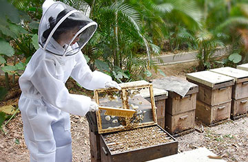 What beekeeping tools do you need to beekeeping bees?
