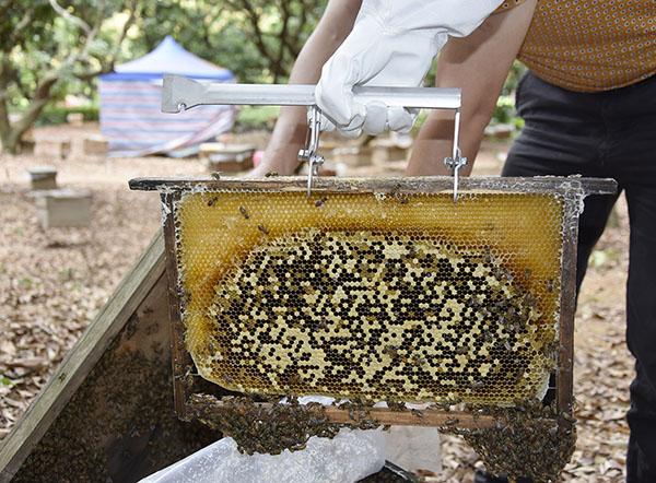 Beekeeping
