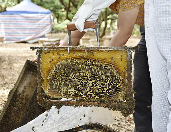 Beekeeping