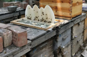 Why don't bees bite beekeepers?