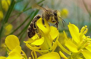 15 pequeños datos sobre las abejas