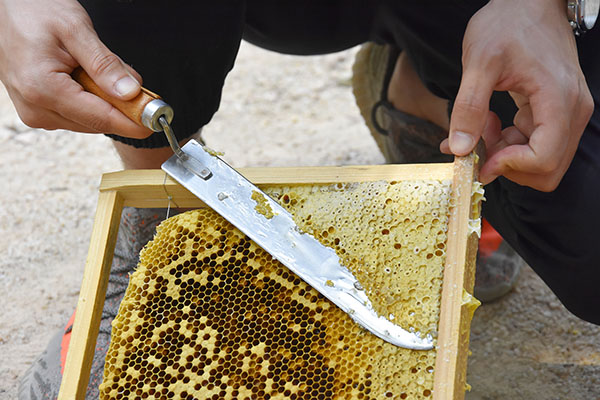 beekeeping
