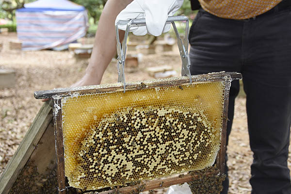 beekeeping