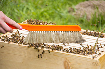 3 entry-level beekeeping experience sharing, easy to learn, new beekeepers need to know