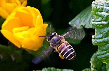 How to eliminate ants in beehives most thoroughly?