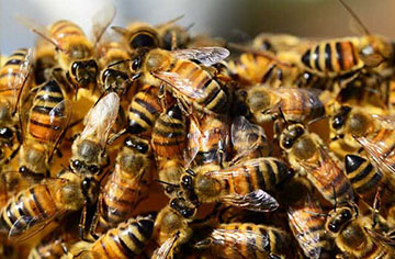 Is there a future for beekeeping?
