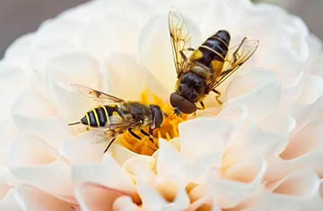 ¿Cuál es el trabajo de las abejas obreras?