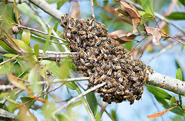 How do you know if there is a wild bee colony nearby?