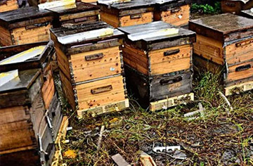 What kind of bee hive should beekeepers choose?