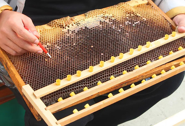 beekeeping grafting tools
