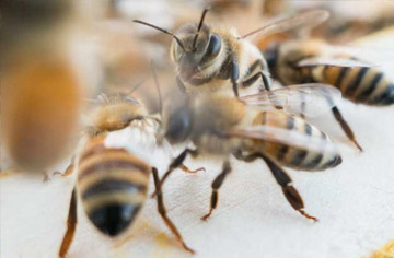 What should a beginner beekeeper do?