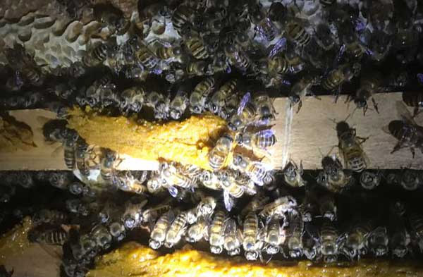 Beekeeping