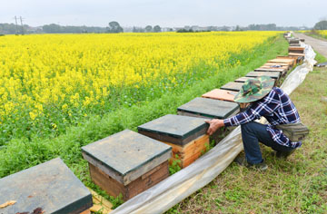 What Beekeeping Beginners Should Do