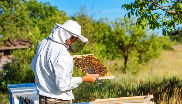 beekeeping