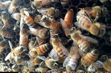 What happens to the bee colony when the queen bee dies?