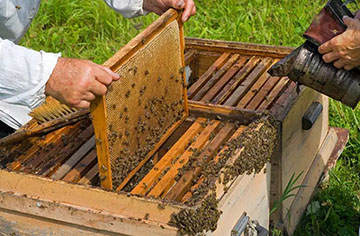 What are the skills of beehive selection