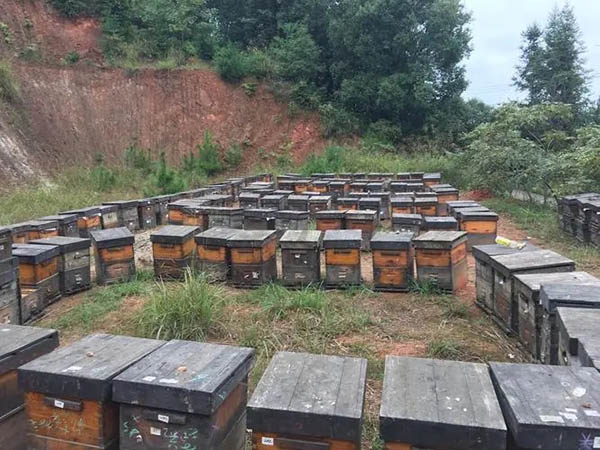 colmena de apicultura