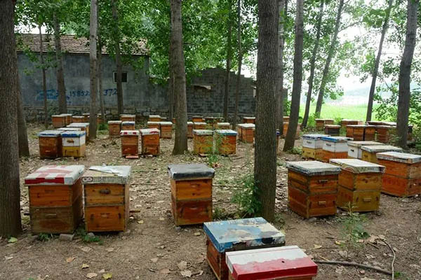 Beekeeping beehive
