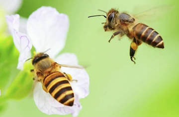 Key points of bee breeding technology and management throughout the year