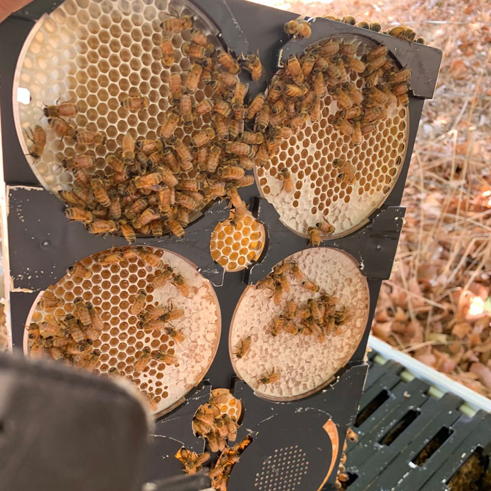 Beekeeping Tools Plastic Bee Frames Bee Comb Honey Frame