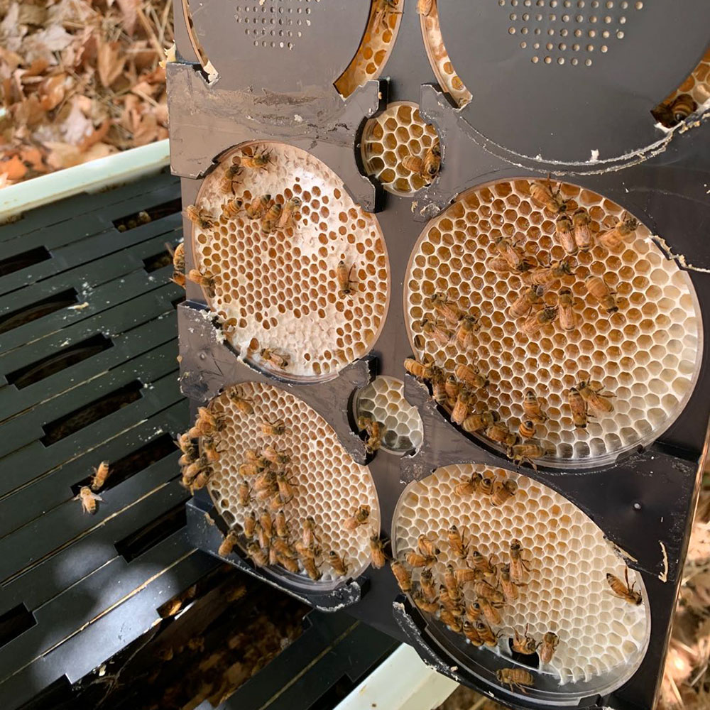 Beekeeping Tools Plastic Bee Frames Bee Comb Honey Frame